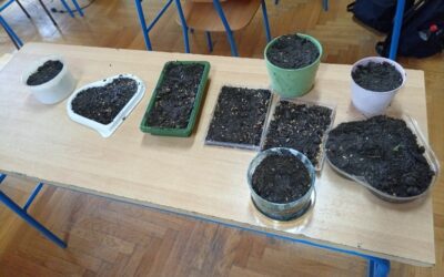 SADNJA BOŽIĆNE PŠENICE