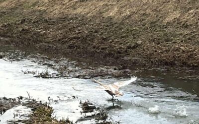 PROJEKT ZIMSKO PREBROJAVANJE PTICA VODARICA NA VODENIM POVRŠINAMA OPĆINE MOLVE