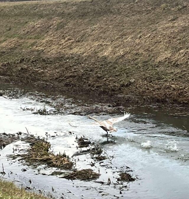 PROJEKT ZIMSKO PREBROJAVANJE PTICA VODARICA NA VODENIM POVRŠINAMA OPĆINE MOLVE