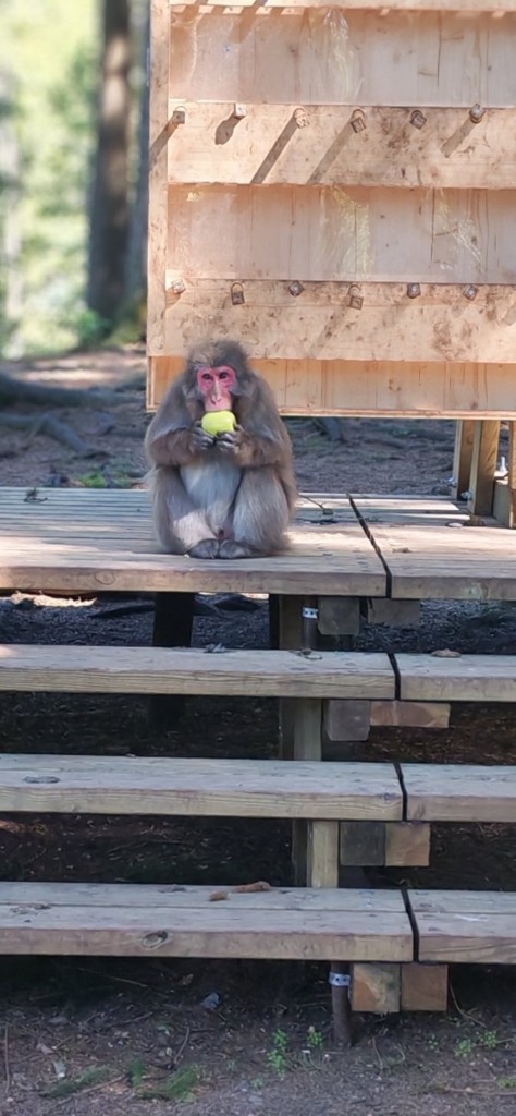 viber_slika_2026-04-24_20-47-09-146 (Custom)